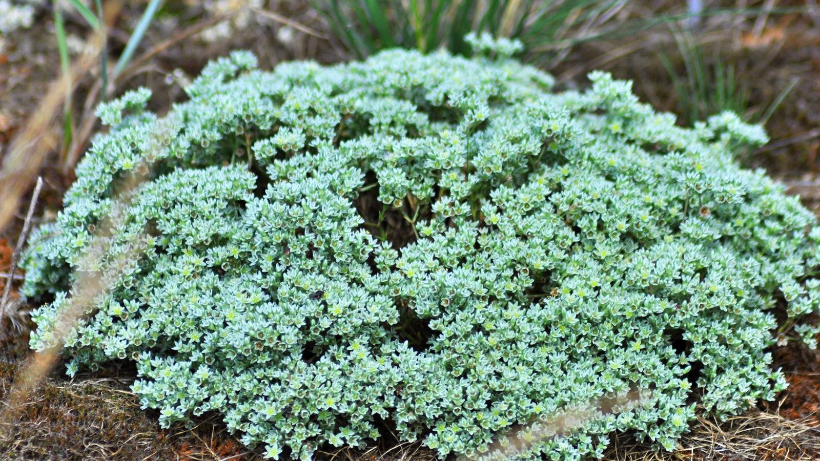 8 Plants That Naturally Suppress Garden Weeds, image size:1600x900