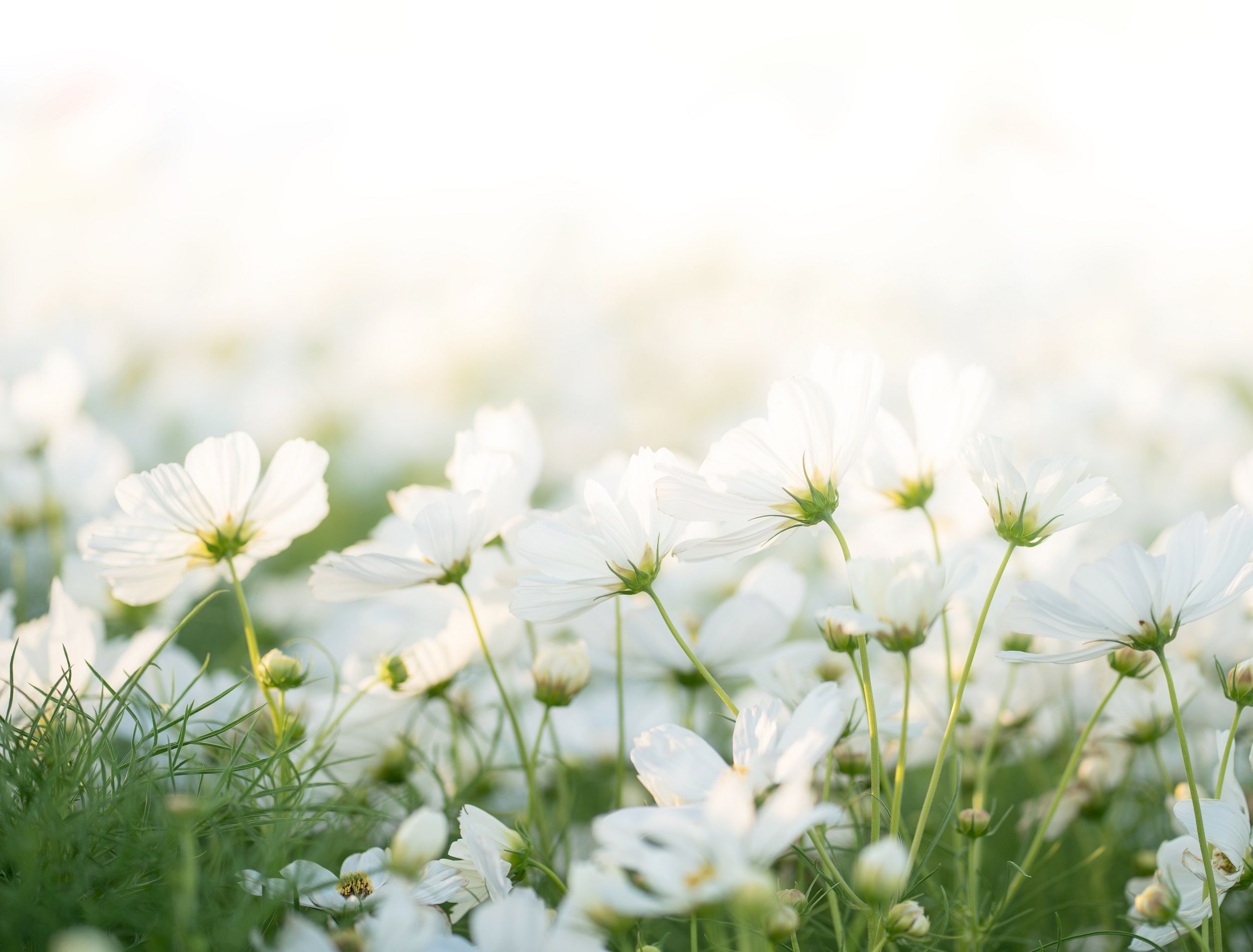 stunning white flowers