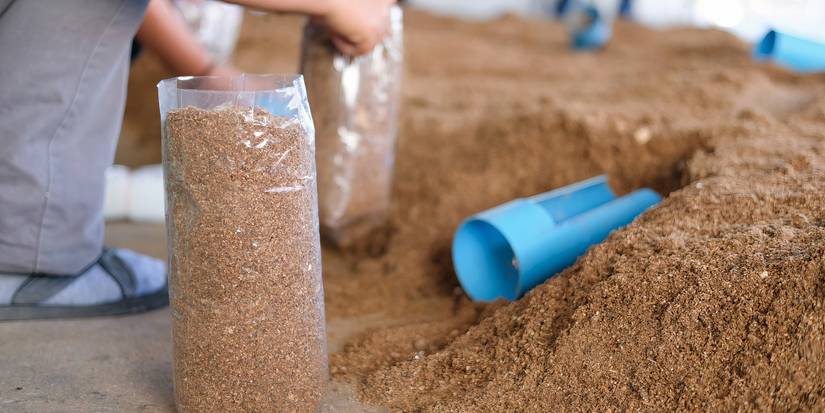 Learn How to Grow Mushrooms at Home in 8 Steps