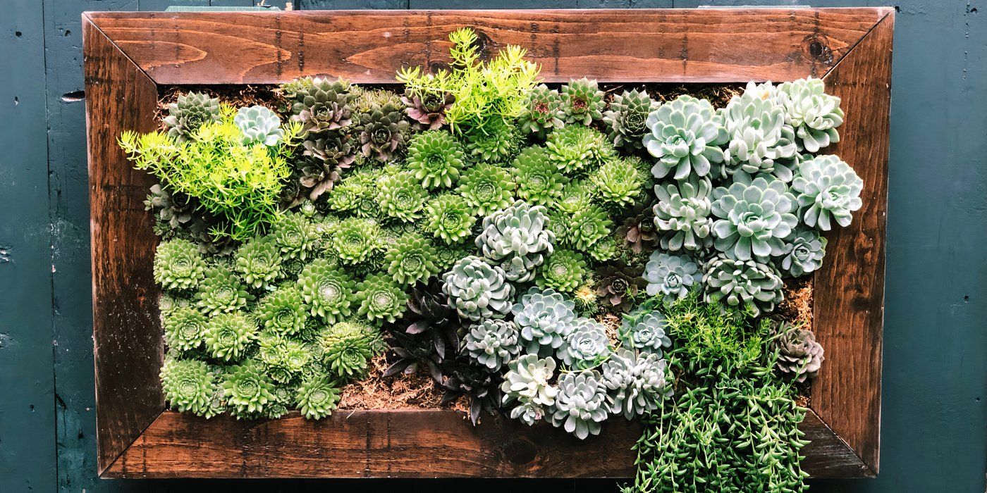 Create Living Art With 6 Plant Artwork Projects