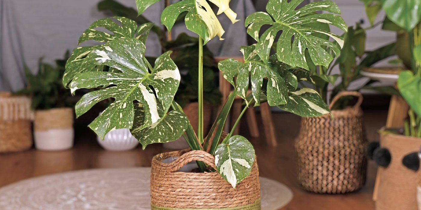 Transform Your Backyard Into a Tropical Paradise