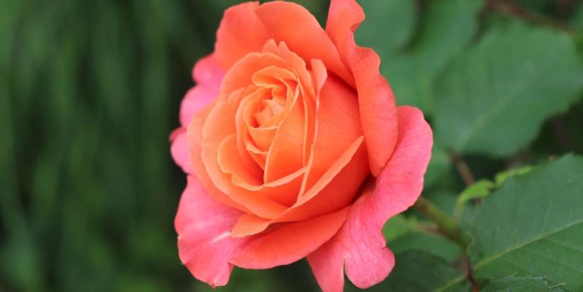 Explore the Most Stunning Flowers for Libras (and Their Hidden Meanings)