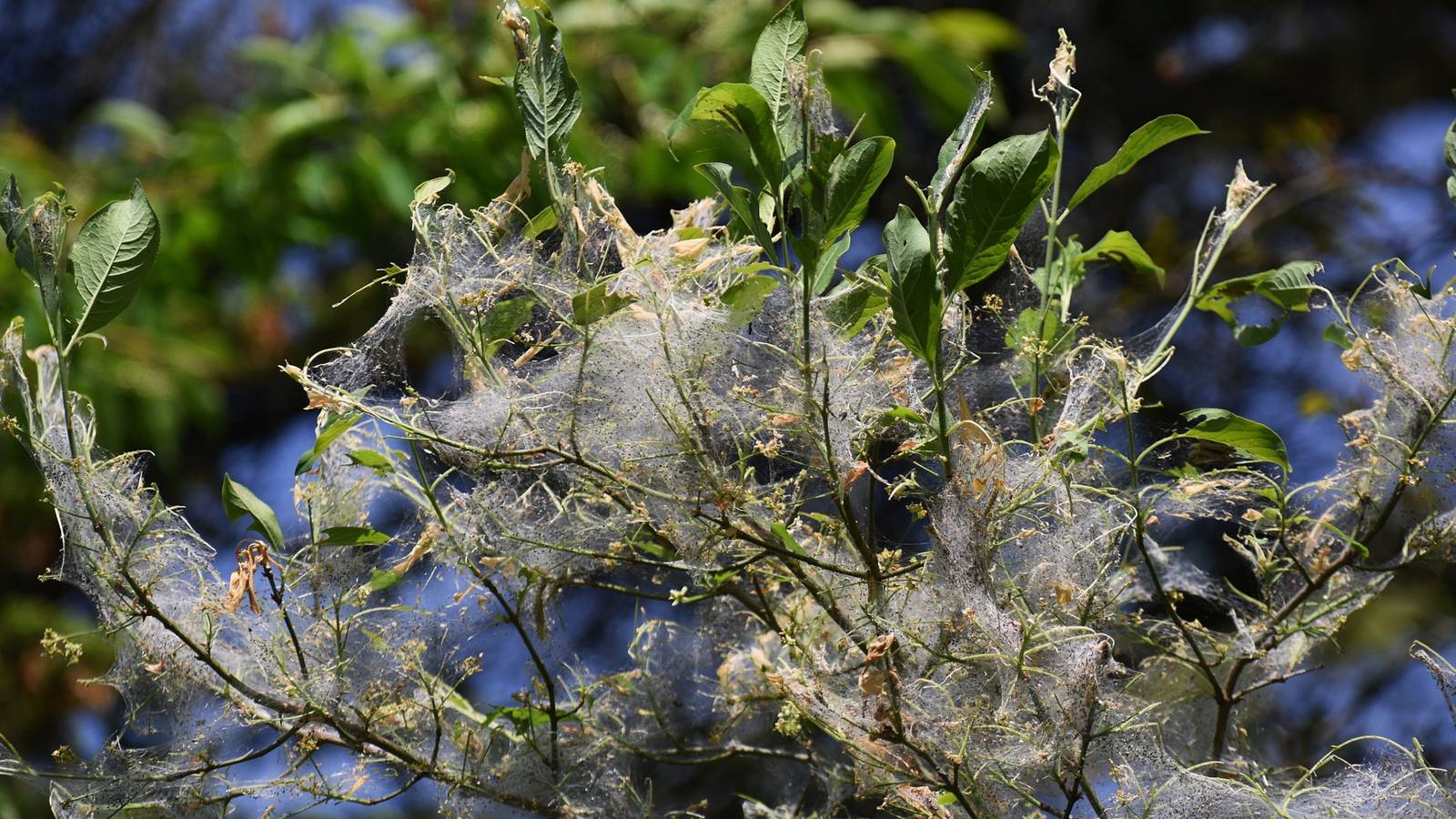 From Luxurious Threads to Garden Pests: Managing Silk-Making Insects