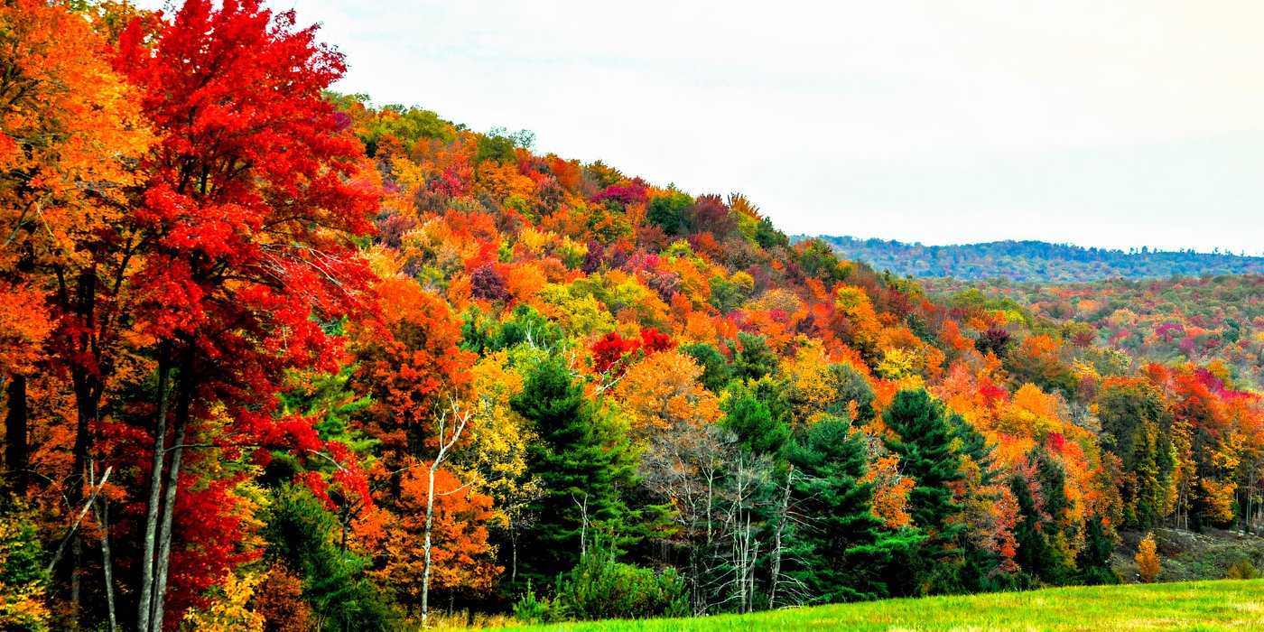 Three Fall Colors A Guide to Building Your Own Arboretum