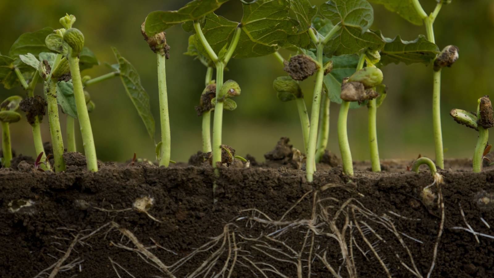 hawthorn berry plant for sale Dwarf Indian Hawthorn Shrub main image 1