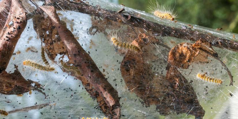 From Luxurious Threads to Garden Pests: Managing Silk-Making Insects