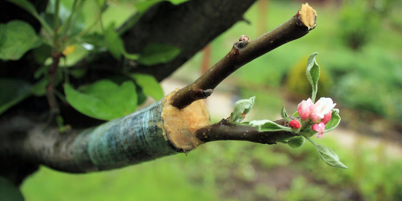 The Story of Johnny Appleseed and His Apple-Growing Impact