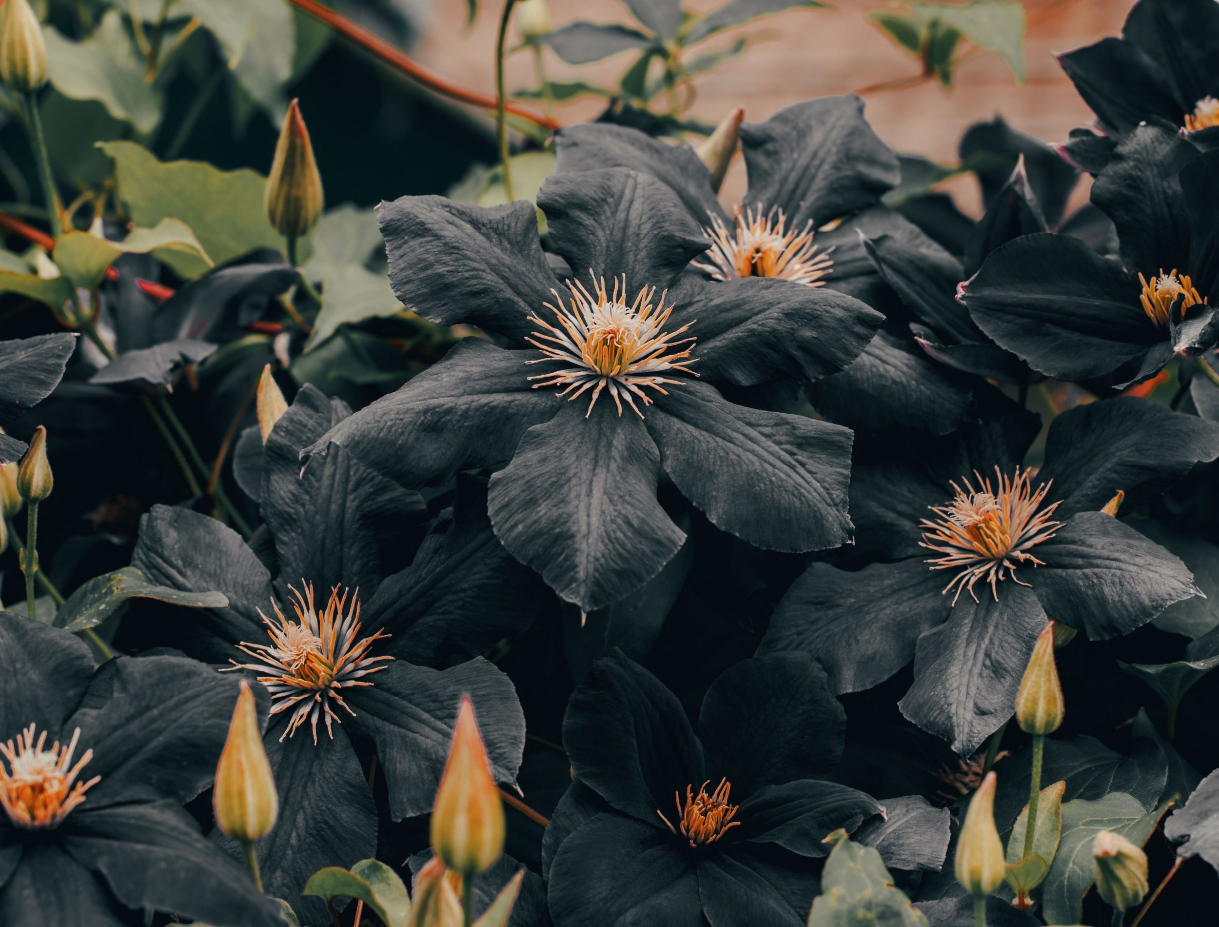 5 Gothic Garden Ideas to Bring Victorian Elegance to Your Outdoor Space
