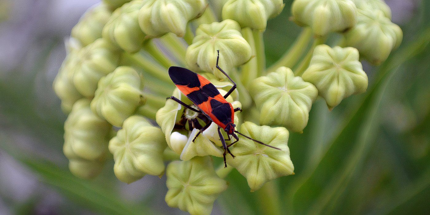 Get Rid of 5 Key Insects in Fall With Different Techniques