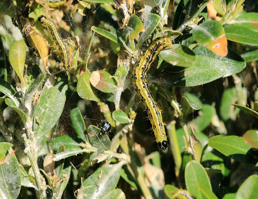 Box Moth Infestation How to Protect Your Garden from the Invasive Box Tree Moth