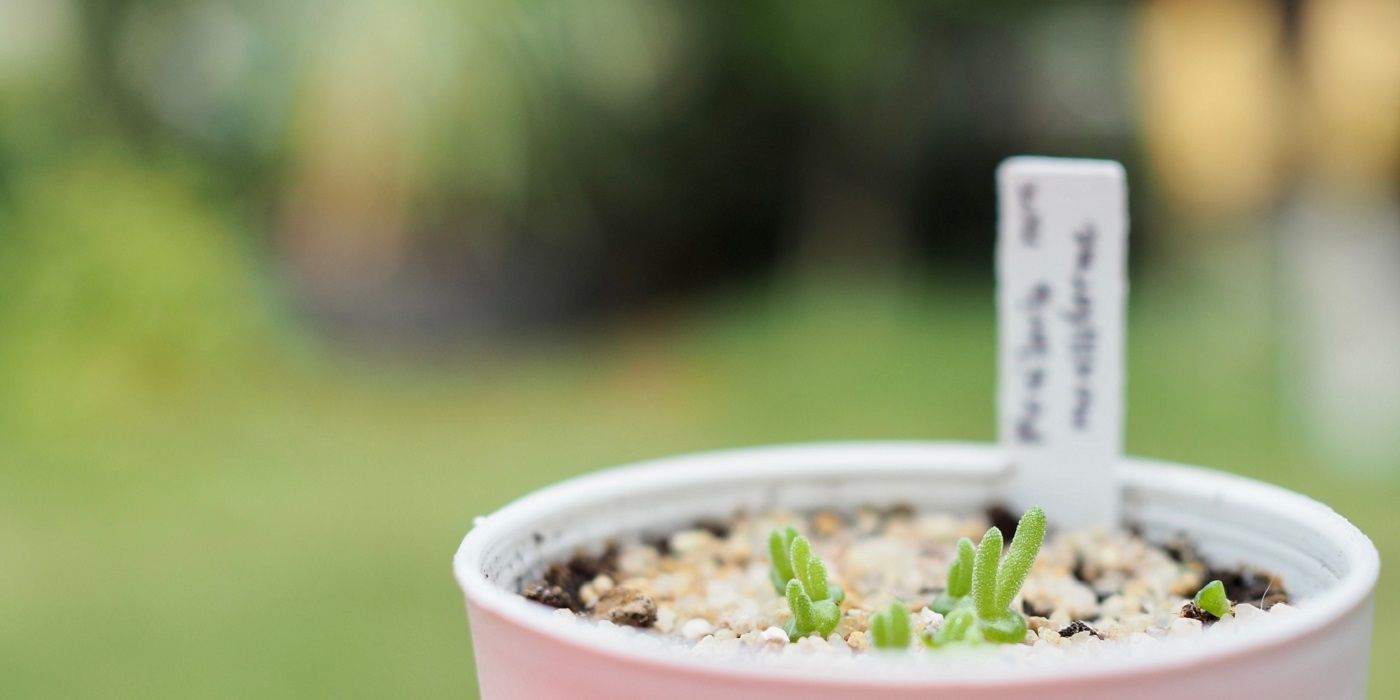 Weird Succulents Make Home Decor Stand Out