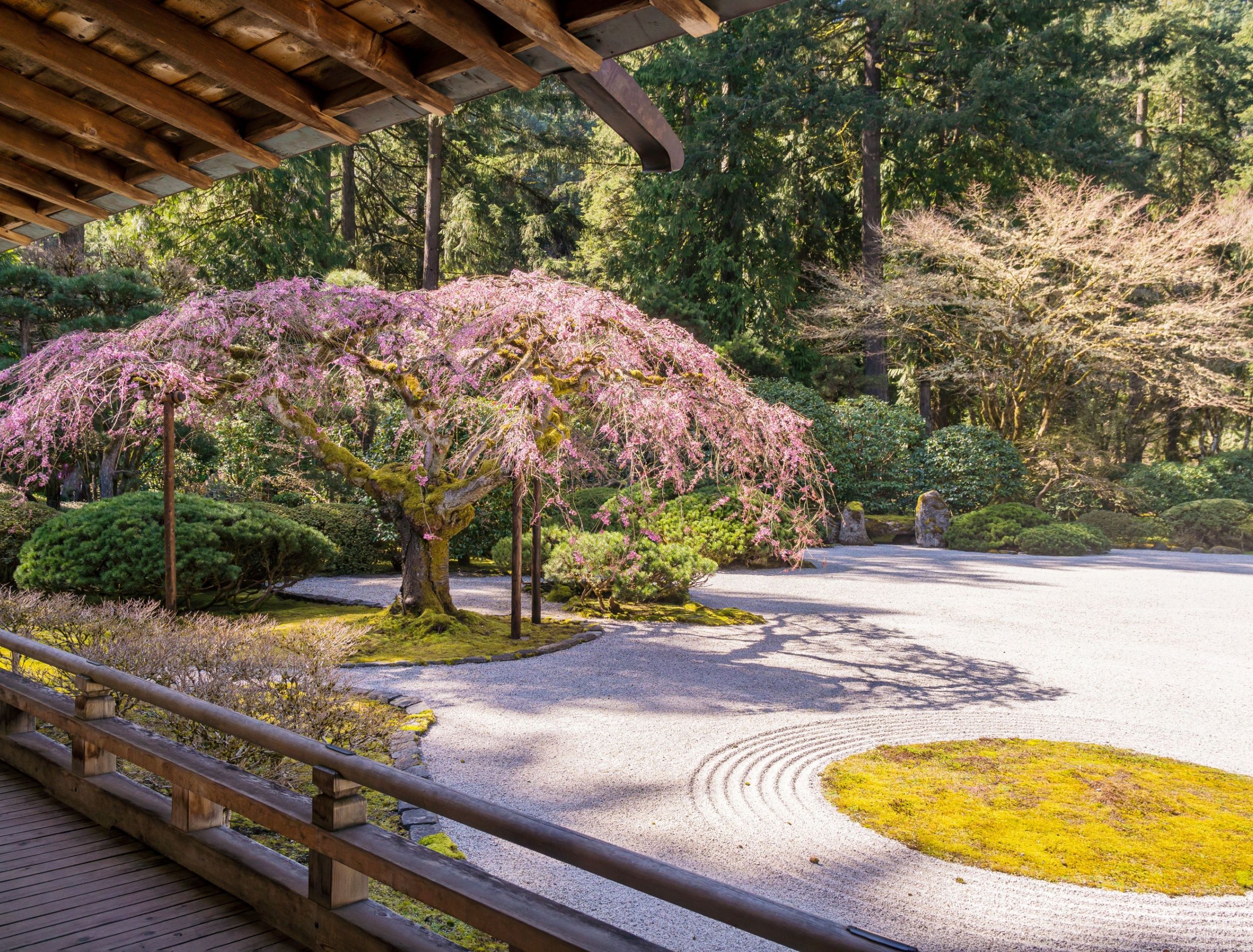 Embrace the Beauty of Spring: Ohio's Cherry Blossom Festival