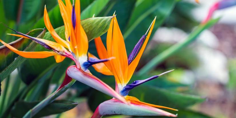 5 Unique Exotic Plants to Make Your Backyard Stand Out