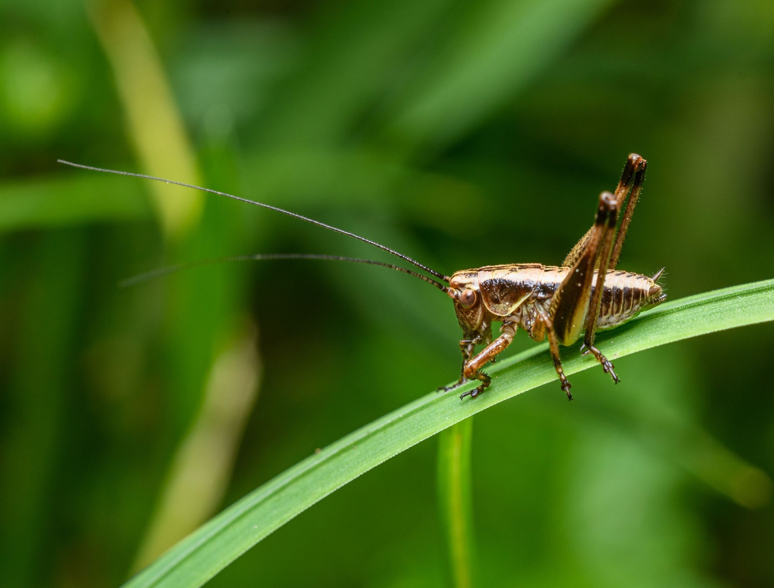 Icket Insect Cricket Insect Noises