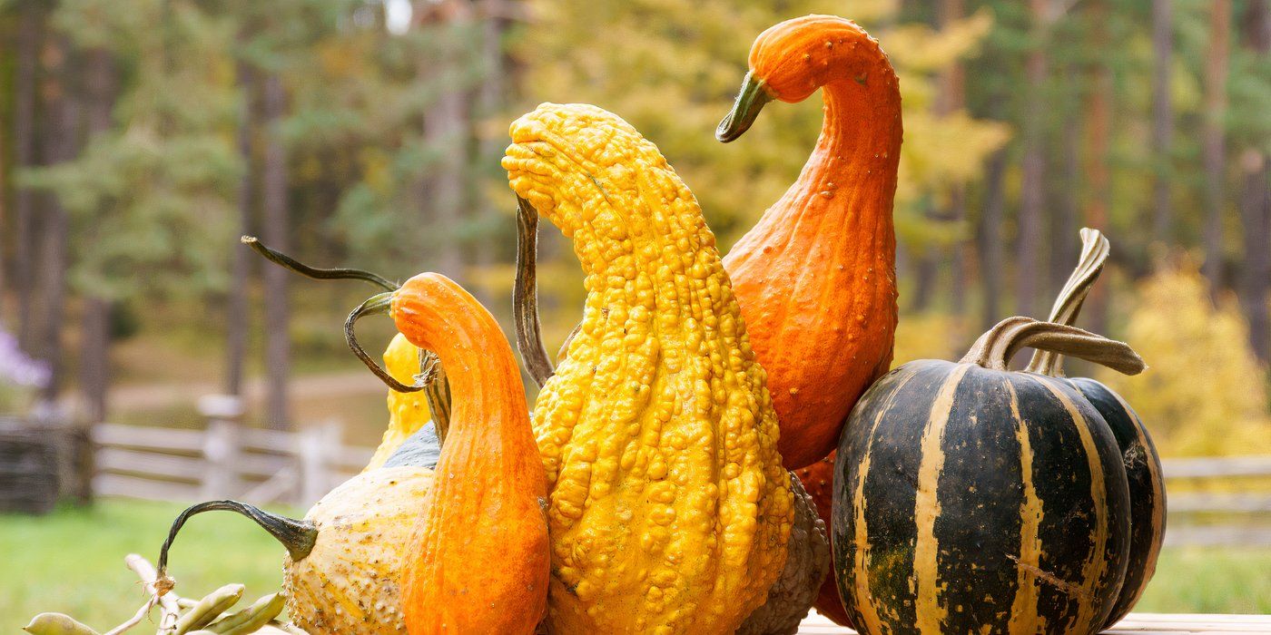 Effective Strategies To Protect Fall Gourds From Garden Pests