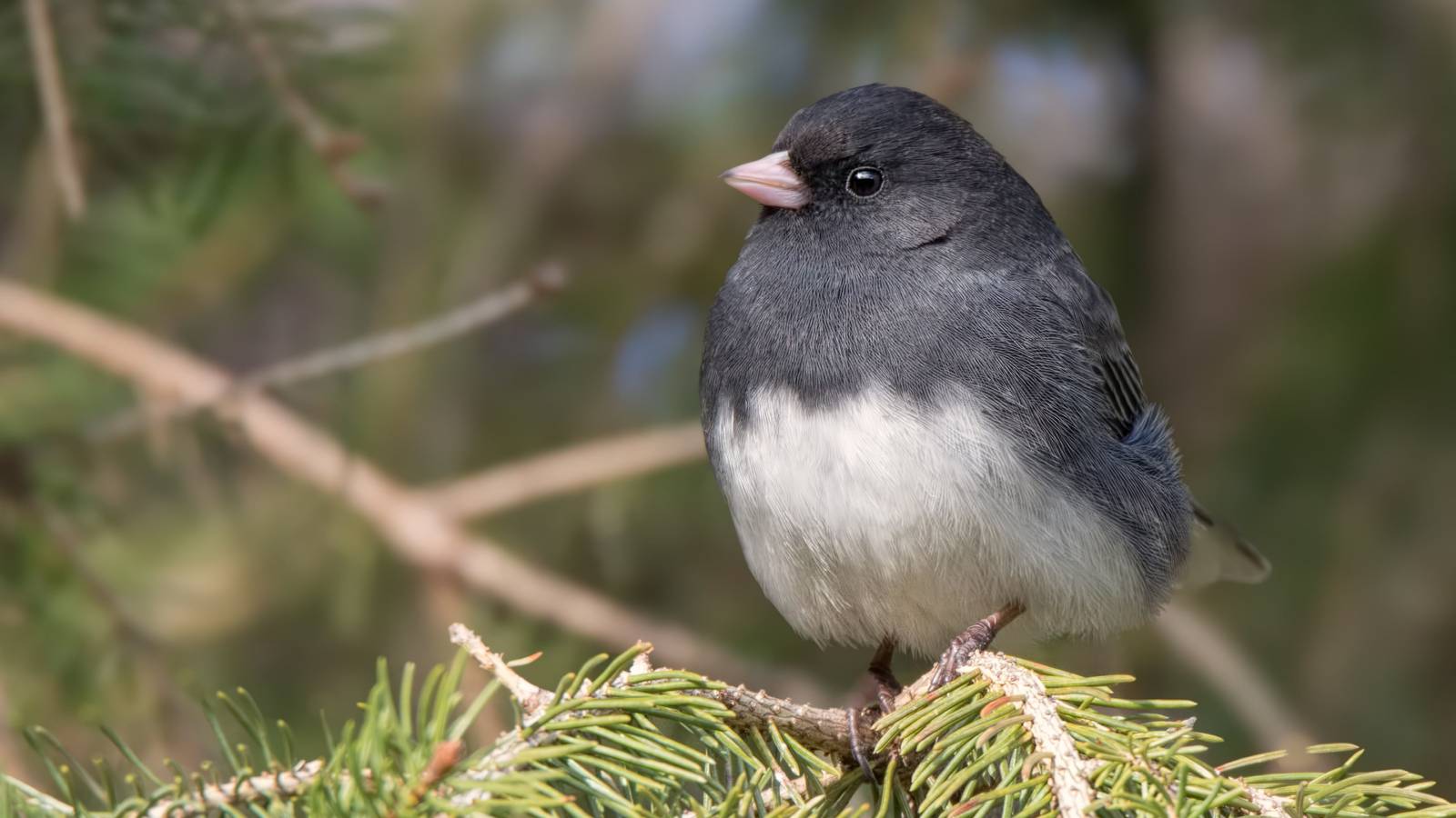 Autumn Birds: Learn How To Attract 6 Fall Birds To Your Backyard