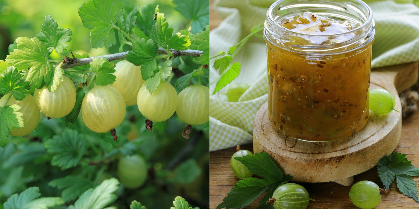 Master Gooseberry Cultivation: Soil, Sunlight, and Pest Management Tips