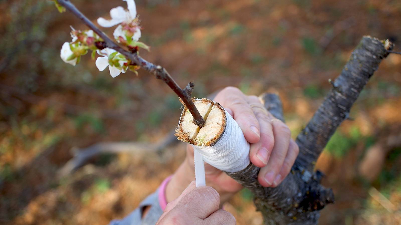 Become a Grafting Expert: How to Do It Like a Pro