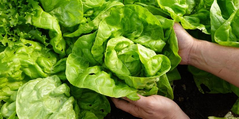 Easy Vegetable Gardening: Top Crops for Fresh, Abundant Harvests