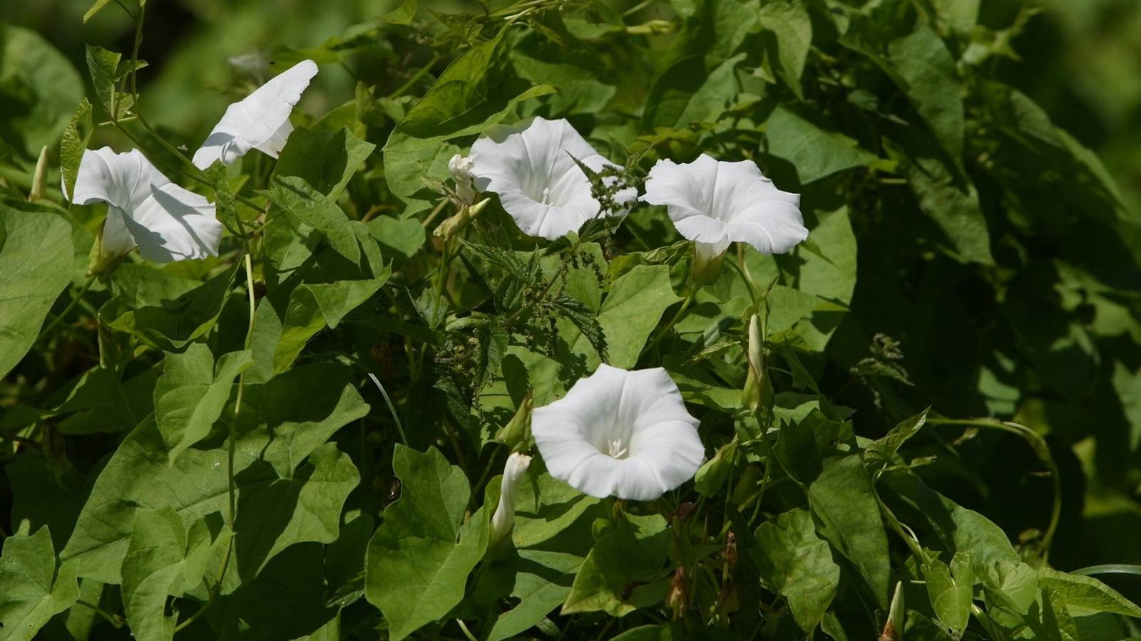 Invasive Weeds: How To Stop Them From Spreading From Your Neighbor's Yard