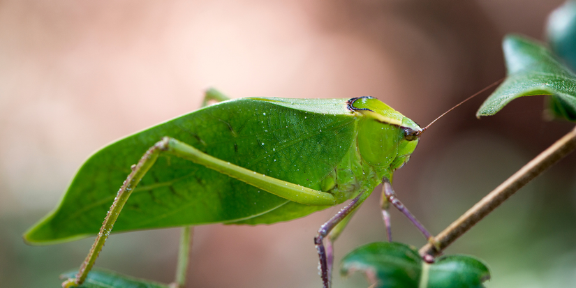 4 Noisy Insects: Learn How To Handle Loud Garden Pests