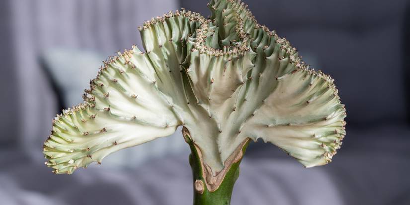 succulents amazon Mermaid Tail Succulent Euphorbia main image 0