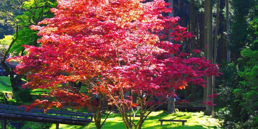 5 Low Maintenance Bushes To Add a Splash of Fall Color to Your Yard