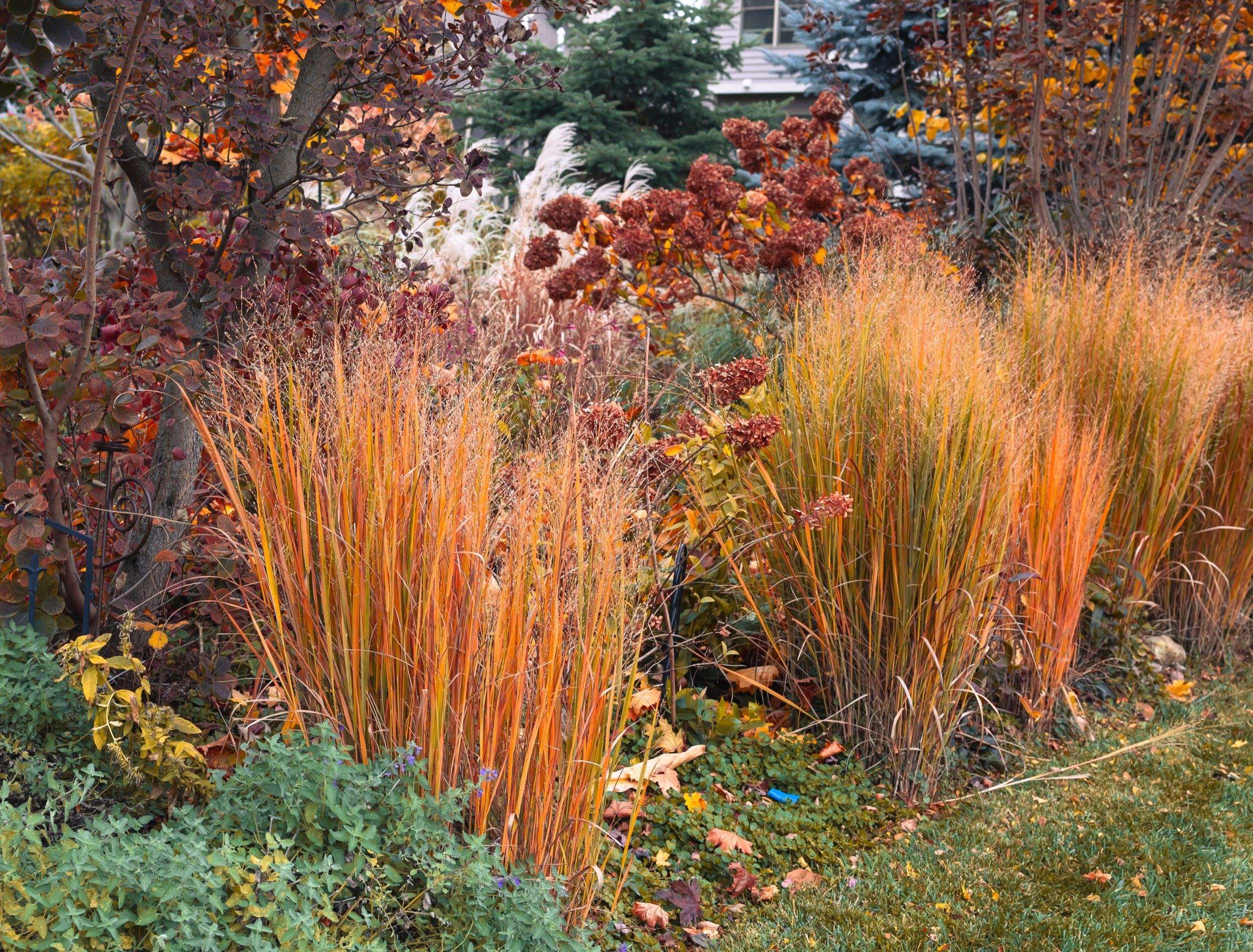 Complete ornamental grass garden showing year-round beauty and structure