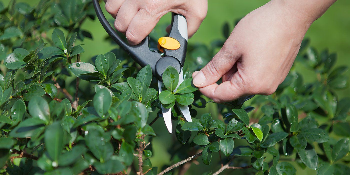 Top 5 Gardening Mistakes You Didn't Know You Were Making
