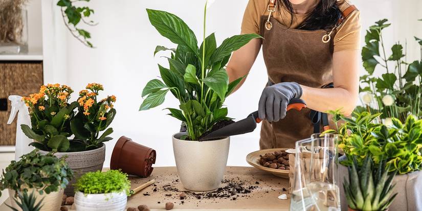 flower seed company Desert Bloom Mix