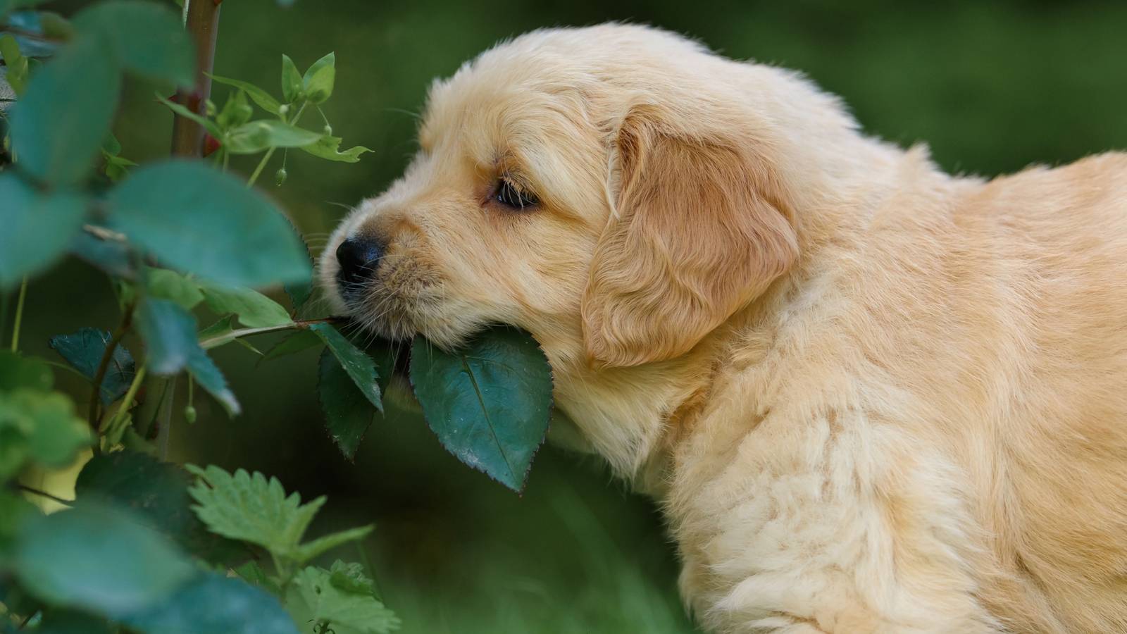 Pet-Friendly Gardens: 5 Toxic Garden Plants to Replace Now