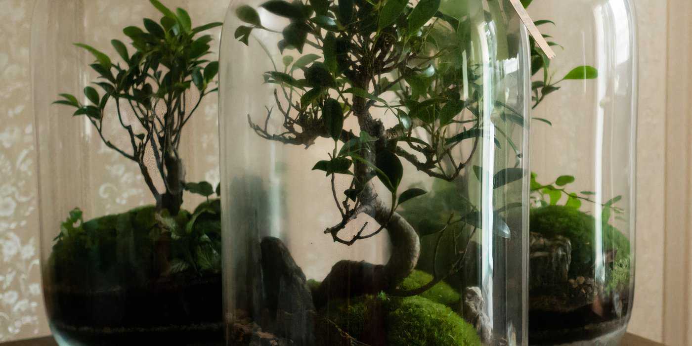 Wisdomtree Terrarium Create a DIY Terrarium With Inspiration From 5 Glass Terrariums