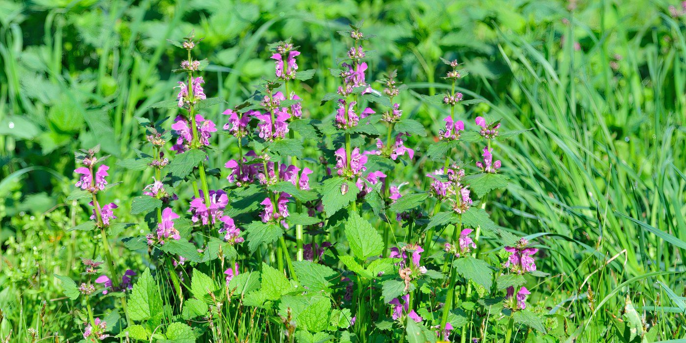 Ditch the Weeds! 5 Groundcover Perennials for a Lush, Weed-Free Garden