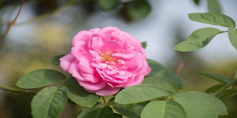 Transform Your Garden with the Rarest Flower on Earth