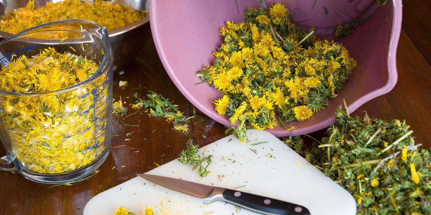 Dandelion Wine: Use Dandelions to Form the Base of a Unique Wine