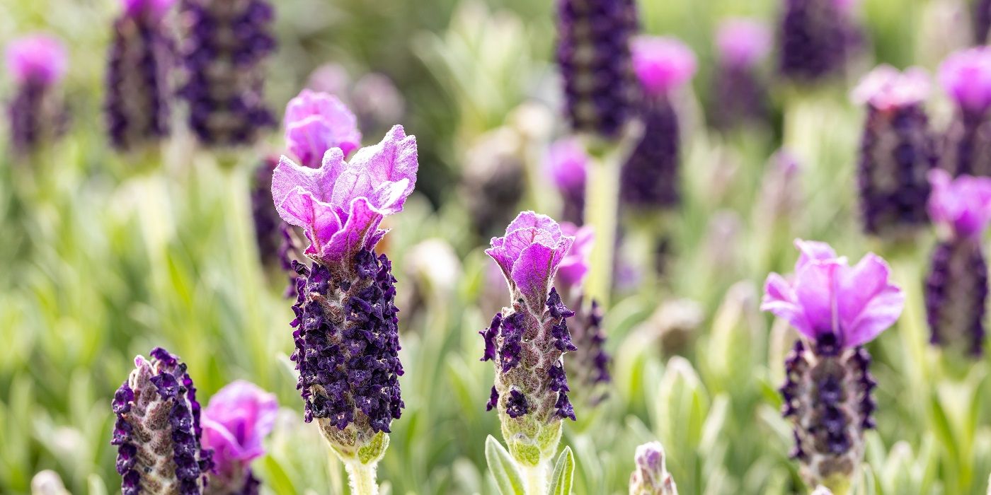 Add Spanish Lavender to Your Garden