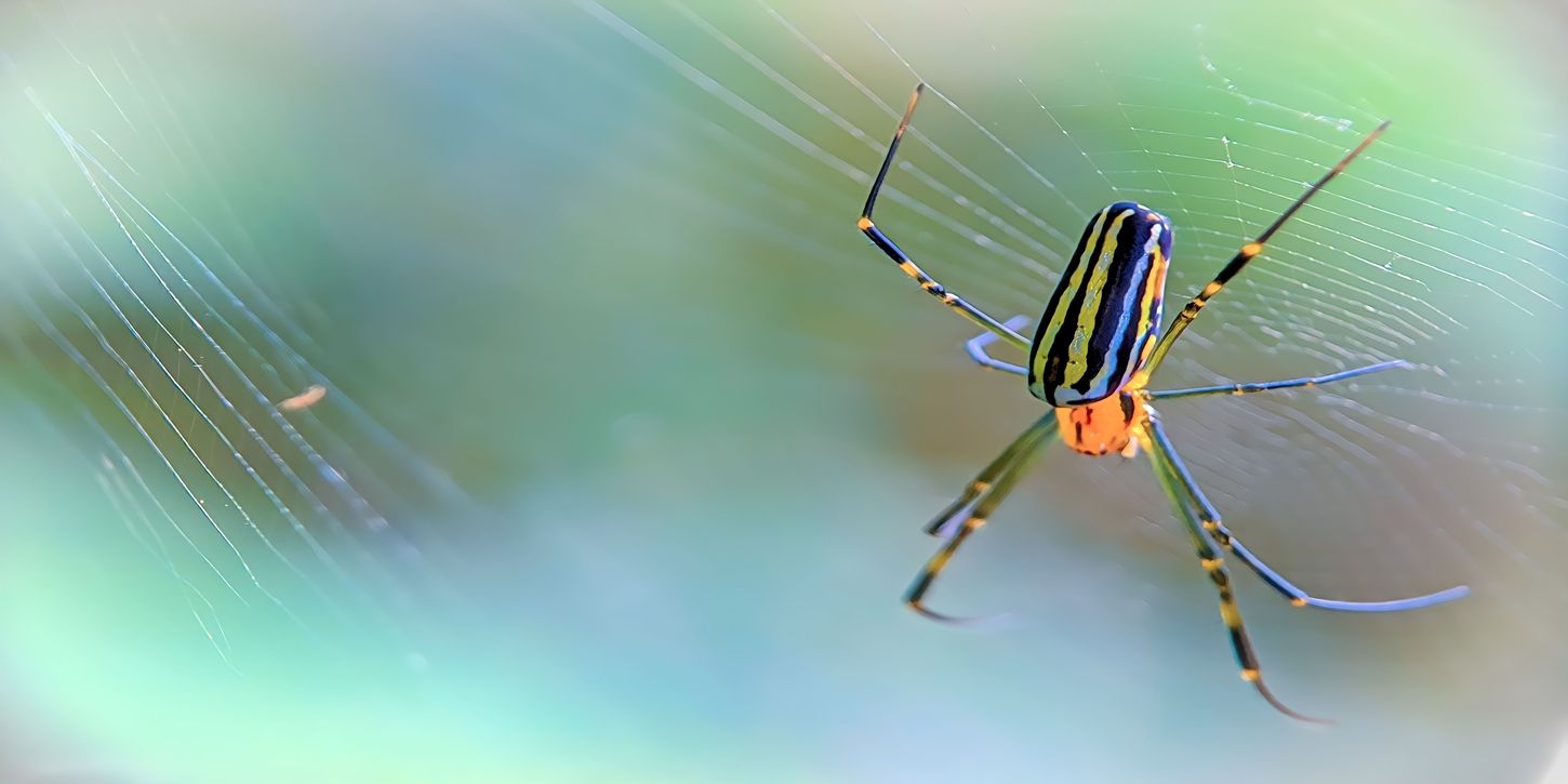 Flight spider | Soule.lgbt