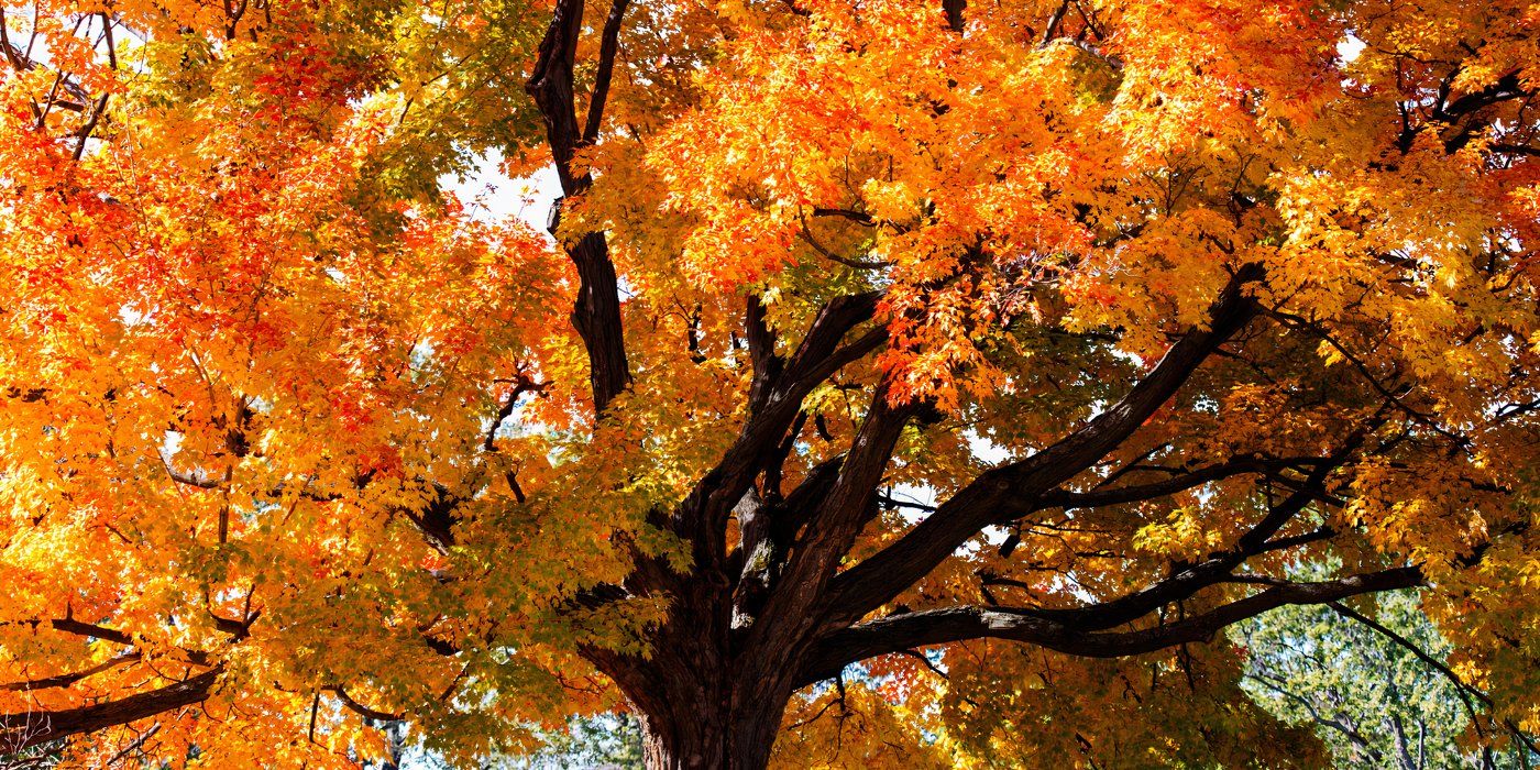 7 Unexpected Trees That Yield Tasty Edible Plants