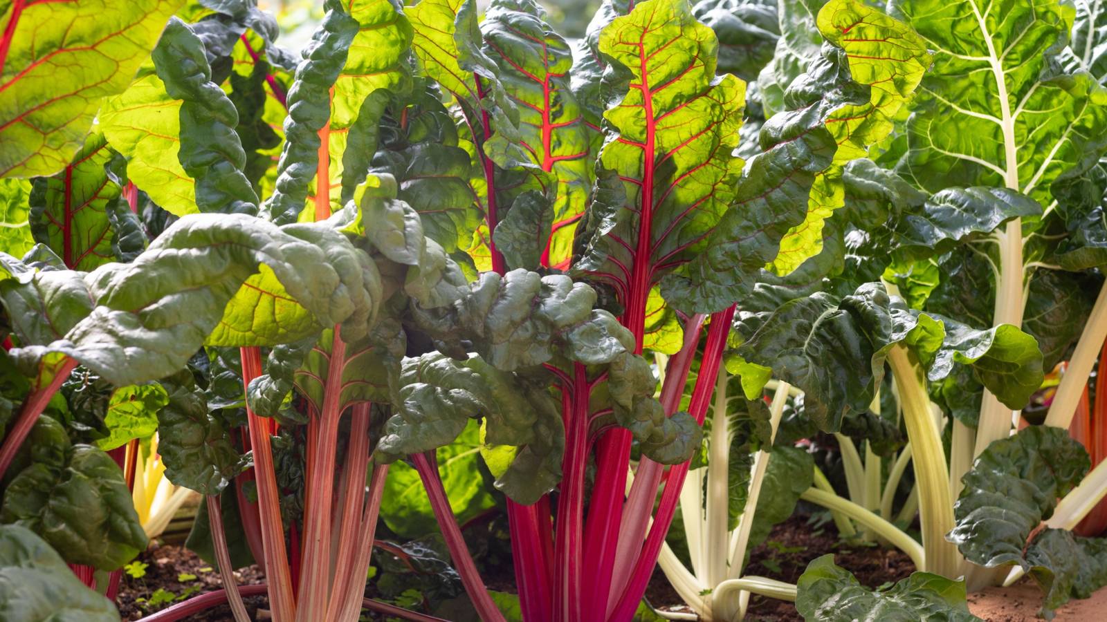 Edible Beauties: Top Plants for a Gorgeous and Productive Garden