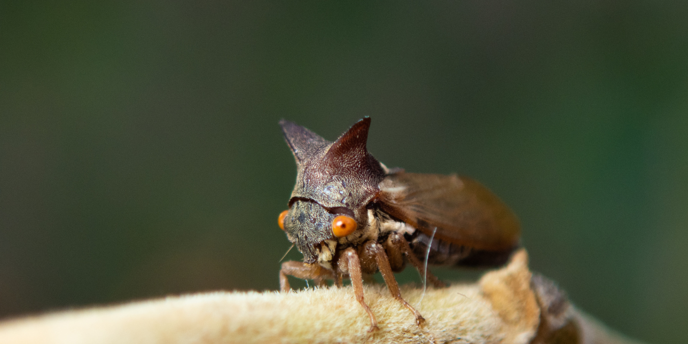 4 Noisy Insects: Learn How To Handle Loud Garden Pests