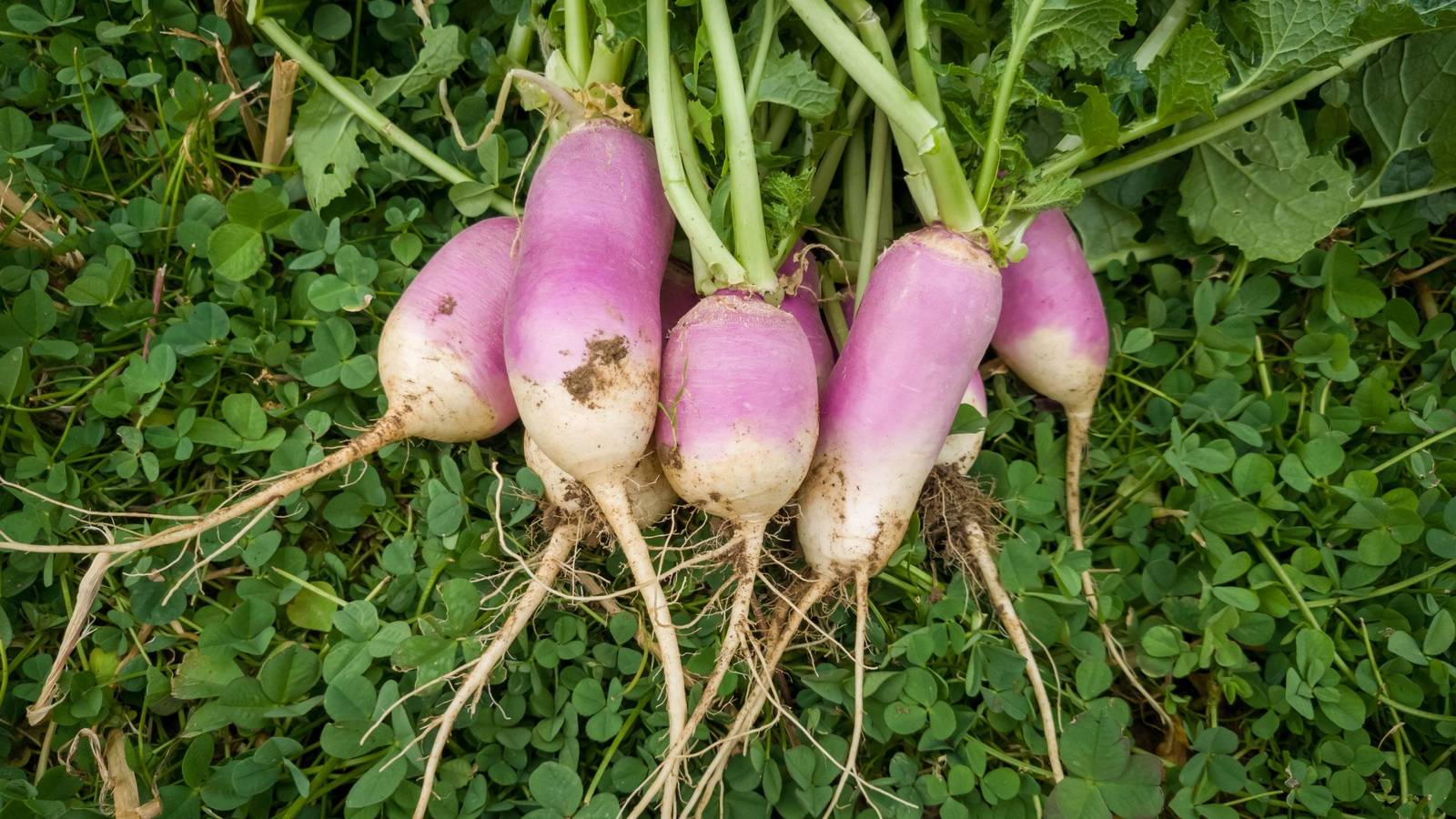 Fall Planting: 5 Spring Plants To Add To Your Fall Garden Now