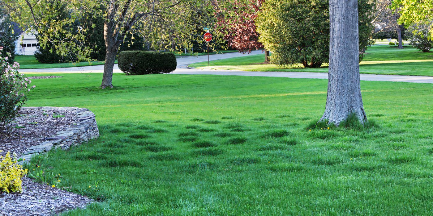 A Guide to Cool Season and Warm Season Grass