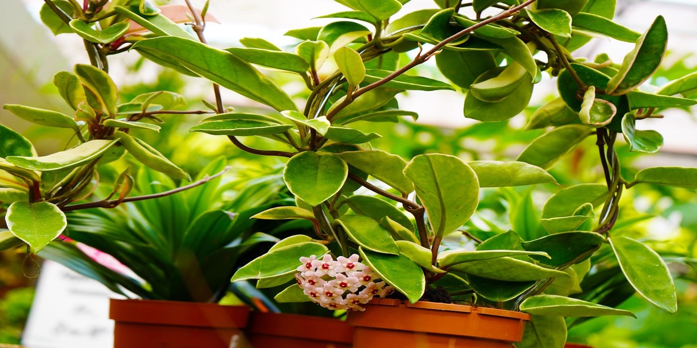 Transform Your Garden with the Trendy Wax Flower