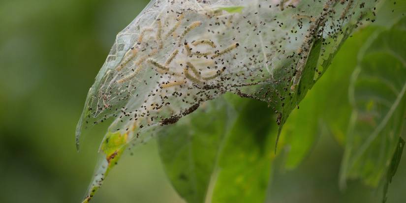 Get Rid of 5 Key Insects in Fall With Different Techniques