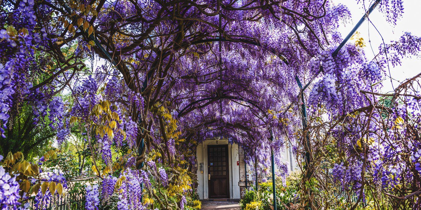 Drooping Trees That Aren't Willows