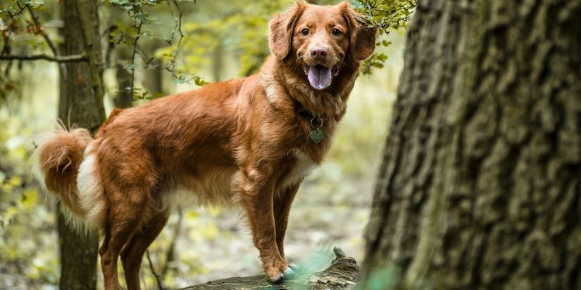 Pet-Friendly Landscaping: 6 Creative Yard Ideas for Your Dog