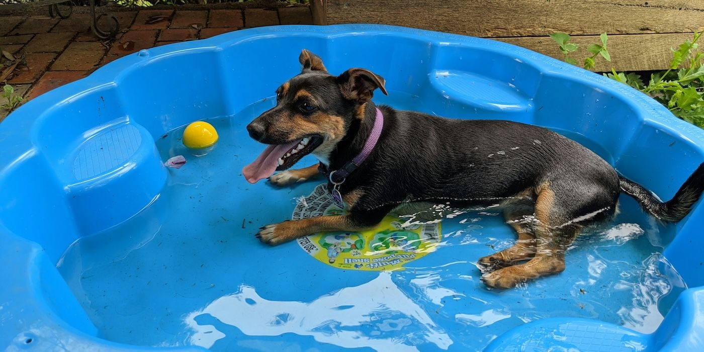 Create a Dog Friendly Backyard That Welcomes Both Pups and People