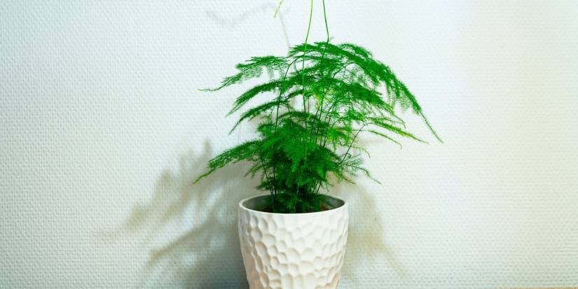 Asparagus Fern houseplant