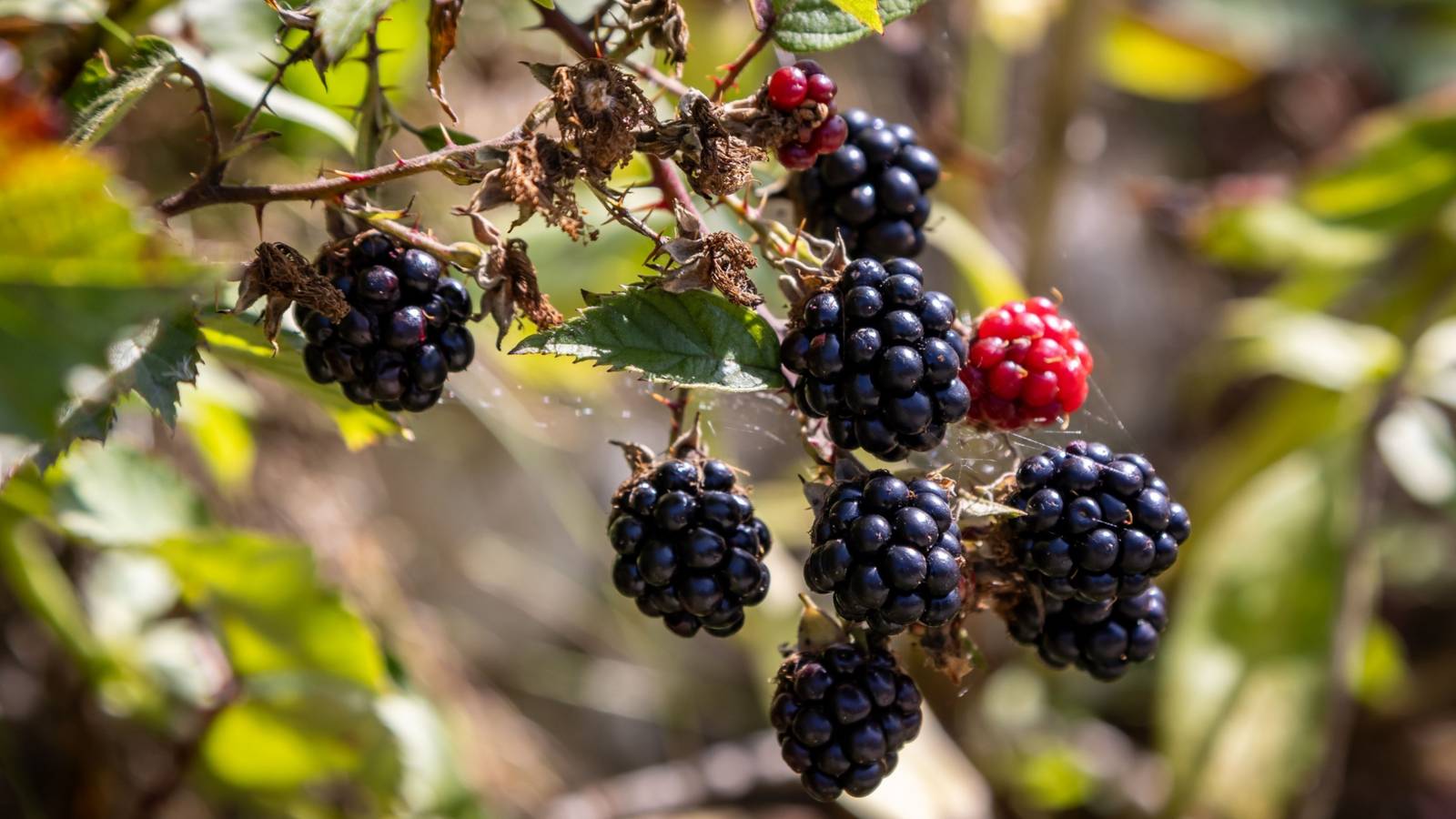 Berry Bush Example Growing Berry Bushes: 5 Plants To Create an Edible Garden