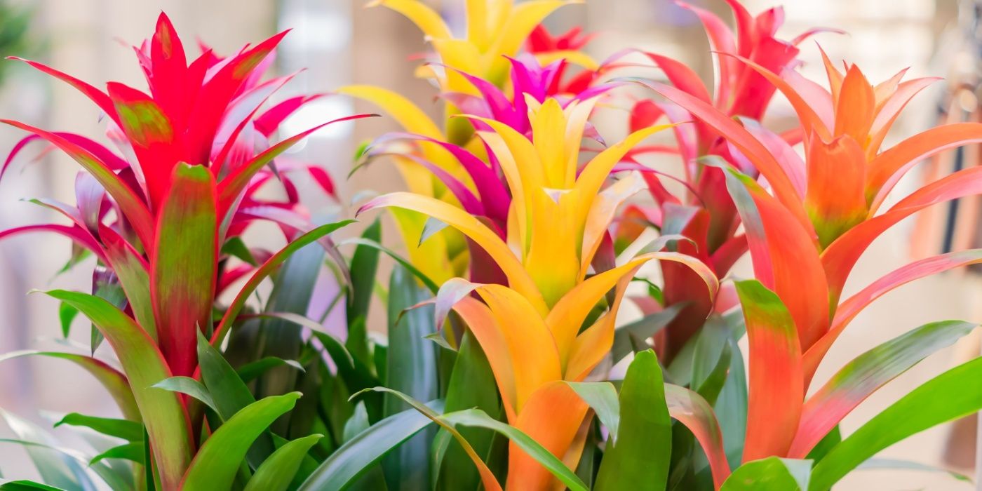 money tree tall Pachira Aquatica Money Tree House Plant – Plants For All Seasons main image 0
